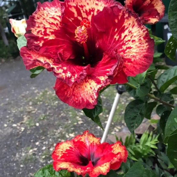 Meet your Posher, K. - Picture 3 of 4